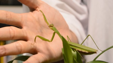 カマキリ博士の昆虫講座 Eco縁日特設サイト