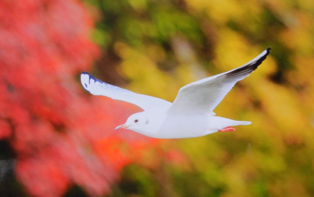 大阪市エコボランティア写真展 鶴見緑地でみかけた鳥たち 第２回 を開催しています なにわエコスタイル